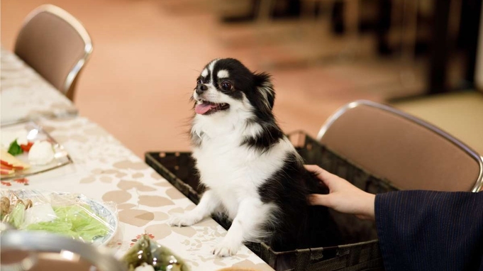 Σ【*・д・*】はいチーズ！プロが愛犬を撮影！那須高原で思い出ショット♪【プラス料金で選べるメイン】